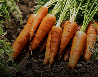 Skinfood Carrot Carotene Calming Water Pad 250g